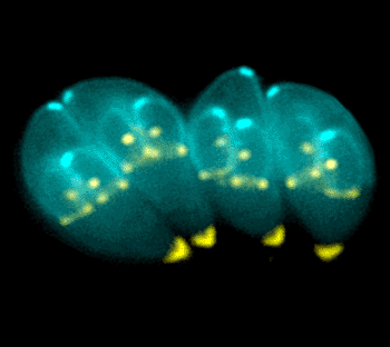 Imagen: Taquizoitos de Toxoplasma gondii (Fotografía cortesía de Ke Hu y John Murray).